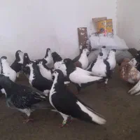 کفتر بوم سی تانر