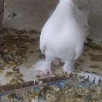 کبوتر پرپا سینه لرزان