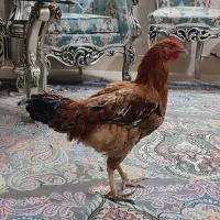 خروس جوان