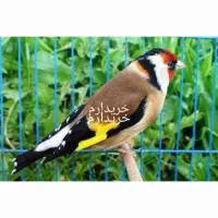 سهره گاوی خیلی درشت و کشیده