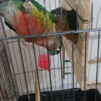 طوطی گیرینچیک نر و ماده سخنگو