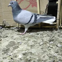 نروماده زاغ کرمانی و ماده دم سفید|پرنده|زاهدان, |دیوار