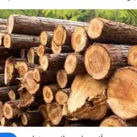 خرید انواع چوب