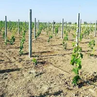 نهال انگور با احداث باغ انگور  رقم تجاری .|خدمات باغبانی و درختکاری|سلماس, |دیوار