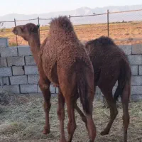 فروش بچه شتر نر و ماده (لوکی و مجی )