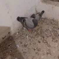 کبوتر مسافتی و رنگه|پرنده|درمیان, |دیوار