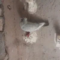 فروش قره الماسی کاکل