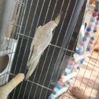 عروس هلندی ماده|پرنده|رباط‌کریم, شترخوار|دیوار