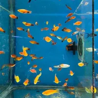 تنها فروشگاه گارانتی دار با ارسال رای*گان در شیراز|ماهی|شیراز, شهرک گلستان|دیوار