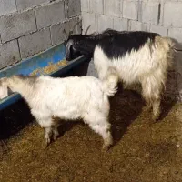 بزوبزغاله بزگ معاوضه