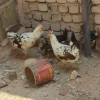 دو عدد مرغ و 10تا جوجه