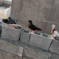 حراج کبوتر|پرنده|خورموج, |دیوار
