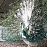 طاووس