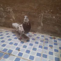 کفتر|پرنده|زارچ, |دیوار