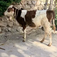 گوساله