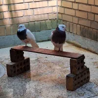 معاوضه با عروس هلندی