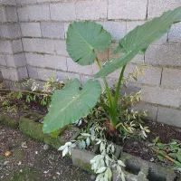 گل بابا آدم