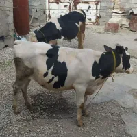 فروش دو عدد گاو نر  ماده