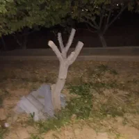 چوب خشک