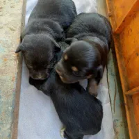 واگذاری توله