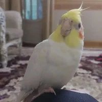 عروس هلندی نر سخنگو