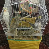 ۷ عددعروس هلندی