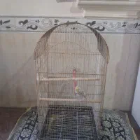 قفس