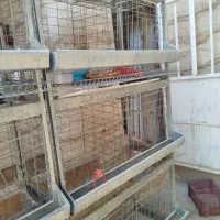 فروش قفس مرغ تخم گذار