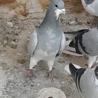 کبوتر دمگیر خرقه و گلین نر