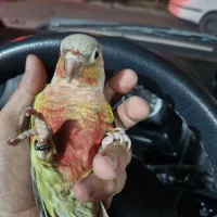 گرینچیک اهلی|پرنده|بیرجند, |دیوار