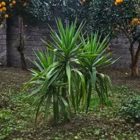 فروش یوکا تنه، بن سای  و شمشاد طلایی|گل و گیاه طبیعی|تهران, درختی|دیوار