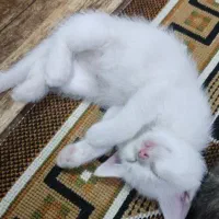 گربه