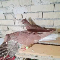 جفت دم سفیدسرخ