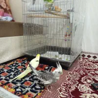 یک جفت عروس هلندی نرو ماده،تازه جفت شدن رام ودستی.|پرنده|کرمانشاه, |دیوار