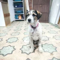 واگذاری سگ تریر میکس پابلند ۶ ماهه