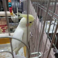 عروس هلندی|پرنده|مرودشت, کوشک|دیوار