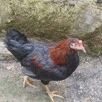 مرغ و خروس