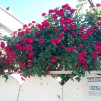 خانه ویلایی