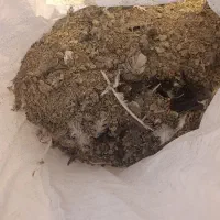 کود مرغ وبوقلمون|خدمات باغبانی و درختکاری|همدان, |دیوار