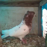 کبوتر|حیوانات|قم, علی آباد سعدگان|دیوار