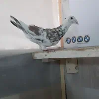 کبوتر سرور دورگ،طوقی کارتنی،دوکت،طوقی،پلاکی