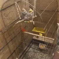 عروس هلندی|پرنده|ملارد, |دیوار