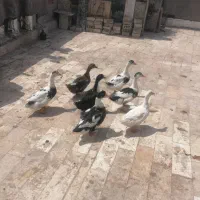 اردک معاوضه با مرغ یا عروس لوتینو