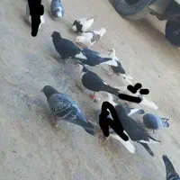 تیپ کبوتر رنگی20جفت