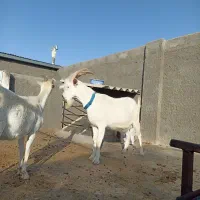 سانن