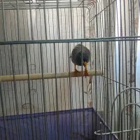 مینا|پرنده|قرچک, پویینک|دیوار