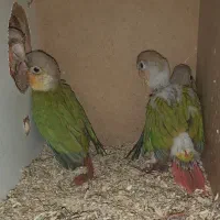 گرینچیک مولد با جوجه