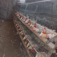 قفس مرغ تخمگذار ممبری ۲۲۰ سری در حد|لوازم جانبی حیوانات|بروجرد, |دیوار