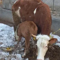 گاوسیمنتال|حیوانات مزرعه|آوج, |دیوار