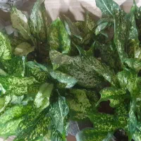 پک اقتصادی روز مادر|حراج|همدان, |دیوار